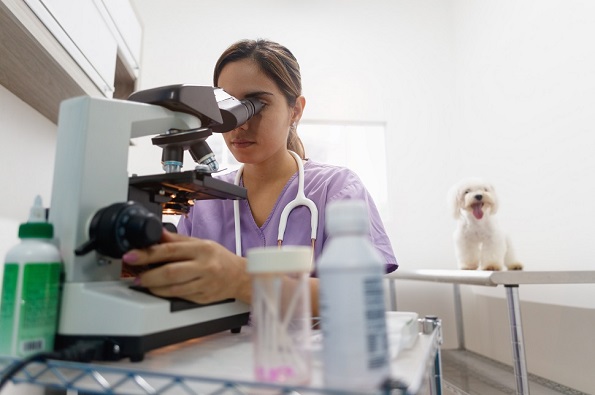 Young latina woman working as veterinary, vet during visit. Animal doctor visiting sick pet in clinic and looking into microscope. People, job, profession and animal care