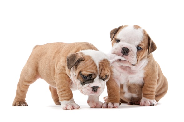 two English bulldog puppies playing in front of a white background